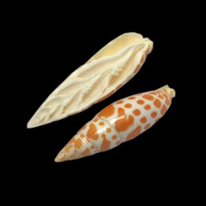 Gespleten oranje en witte Mitra-zeeschelp bisschoppelijke verstek natuurlijke weergave specimen mariene gastropod weekdier schelp unieke, zeldzame gratis verzending in de VS