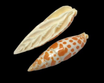Split Orange & White Mitra Sea Shell Episcopal Miter Natural Display Specimen Marine Gastropod Mollusk Shell Unique Rare Free USA Shipping