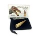 Spinosaurus Tooth Fossil 100 Million Year Old Dinosaur Fossil in Black Velvet Bag with I.D. Card FREE USA SHIPPING!