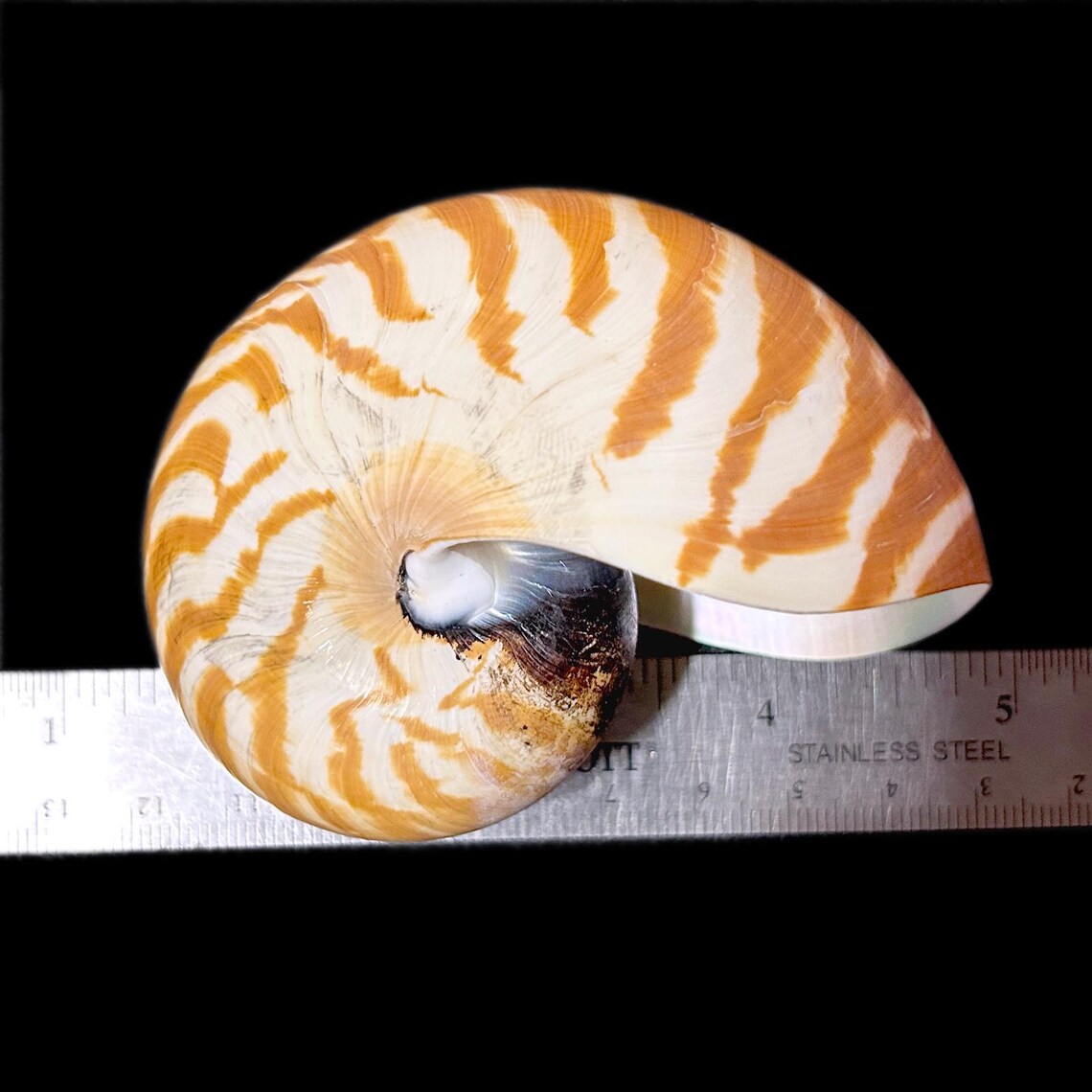 Medium Chambered Nautilus Sea Shell Rare Natural Display Specimen ...