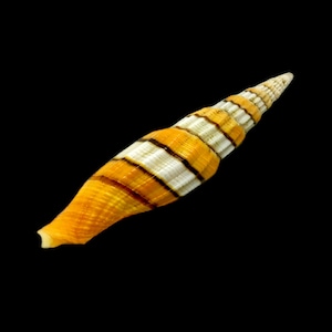 Oranje-wit lint verstek Zeeschelp Regal Queen Mitre Natuurlijk verzamelobject displayspecimen Mariene buikpotige weekdier Gratis verzending in de VS!