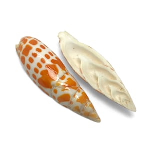 Gespleten gepolijste Mitra Mitra Sea Shell Bisschoppelijke mijter Natural Display Specimen Marine gastropod weekdier Shell unieke, zeldzame gratis verzending in de VS