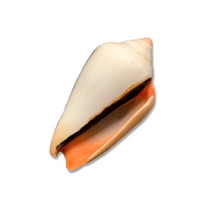 Strawberry Conch Sea Shell Conomurex Luhuanus Natural Collectible Polished Display Specimen Marine Gastropod Mollusk Shell Free USA Shipping