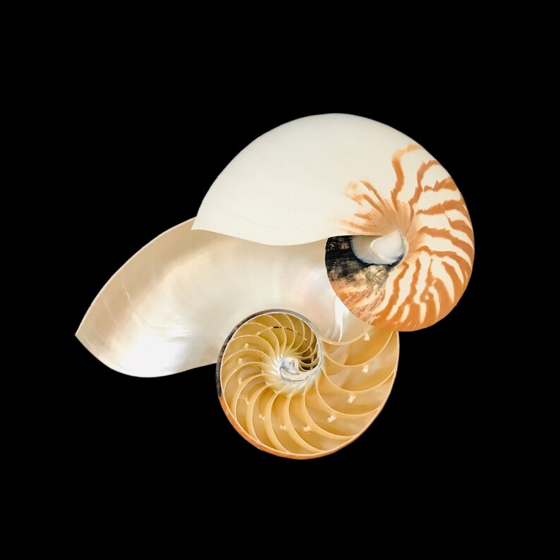 Split Chambered Nautilus Sea Shell Rare Natural Display Specimen Delicate Unique Collectible Free USA Shipping image 3