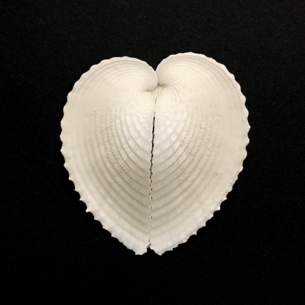 White Heart Cockle Sea Shell Cardium Cardissa Unique Natural Display Specimen Marine Bivalve Mollusk Shell Collectible Free USA Shipping!