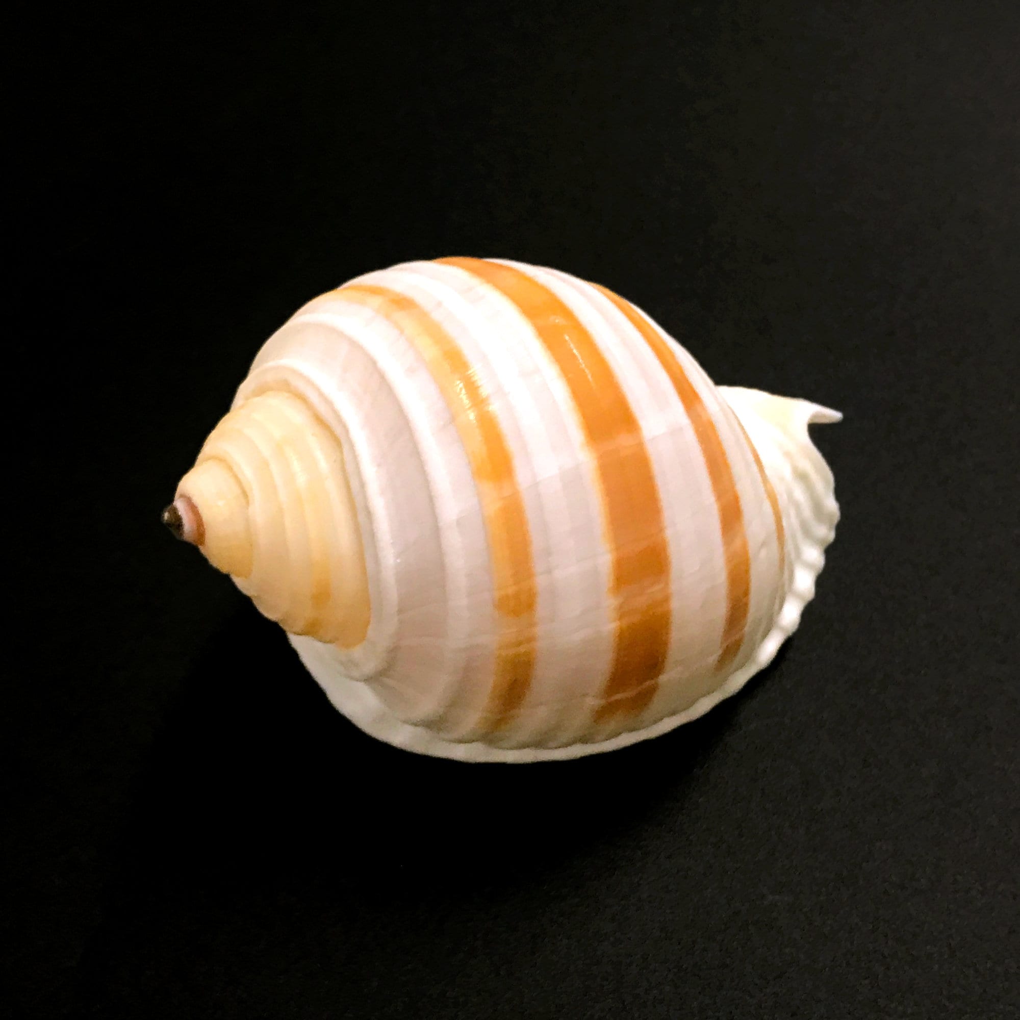 Banded Tun Sea Shell Tonna Sulcosa Natural Display Specimen Marine ...