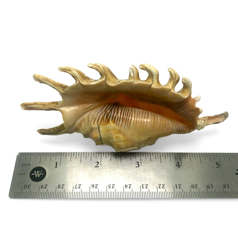 Millipede Spider Conch Sea Shell Lambis Millepeda Natural Display Specimen Marine Gastropod Mollusk Shell Rare Collectible Free USA Shipping image 10