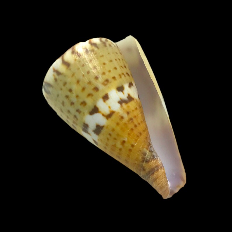 Sea Shell Cone Captain's Cone Sea Shell Conus Capitaneus Natural Display Specimen ...