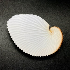 Argonaut Shell Paper Nautilus Natural Cleaned Sea Shell Rare Delicate Unique Sea Shell Free USA Shipping!