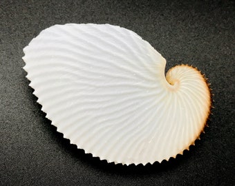 Argonaut Shell Paper Nautilus Natural Cleaned Sea Shell Rare Delicate Unique Sea Shell Free USA Shipping!