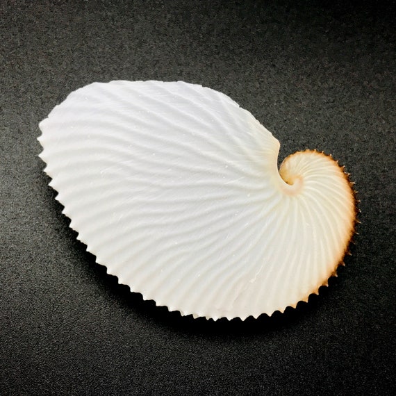 Argonaut Shell Paper Nautilus Natural Cleaned Sea Shell Rare - Etsy
