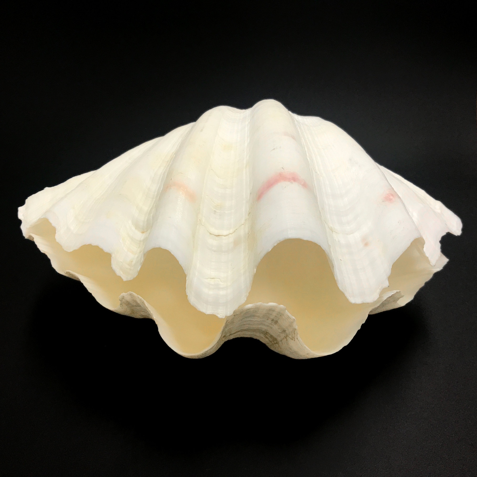 Coolest Shell Real Extra Large Giant Clam Shell MATCHING PAIR Very Very Rare Unique Real ...