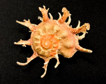 May include: A spiky, orange-brown seashell with a spiral pattern. The shell has a rough, textured surface and is isolated on a black background.