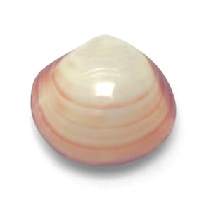 Hachette tigré polie en coquille de palourde PAIRE ASSORTIE Codakia Tigerina, spécimen décoratif unique en coquille de palourde complète, livraison gratuite aux États-Unis