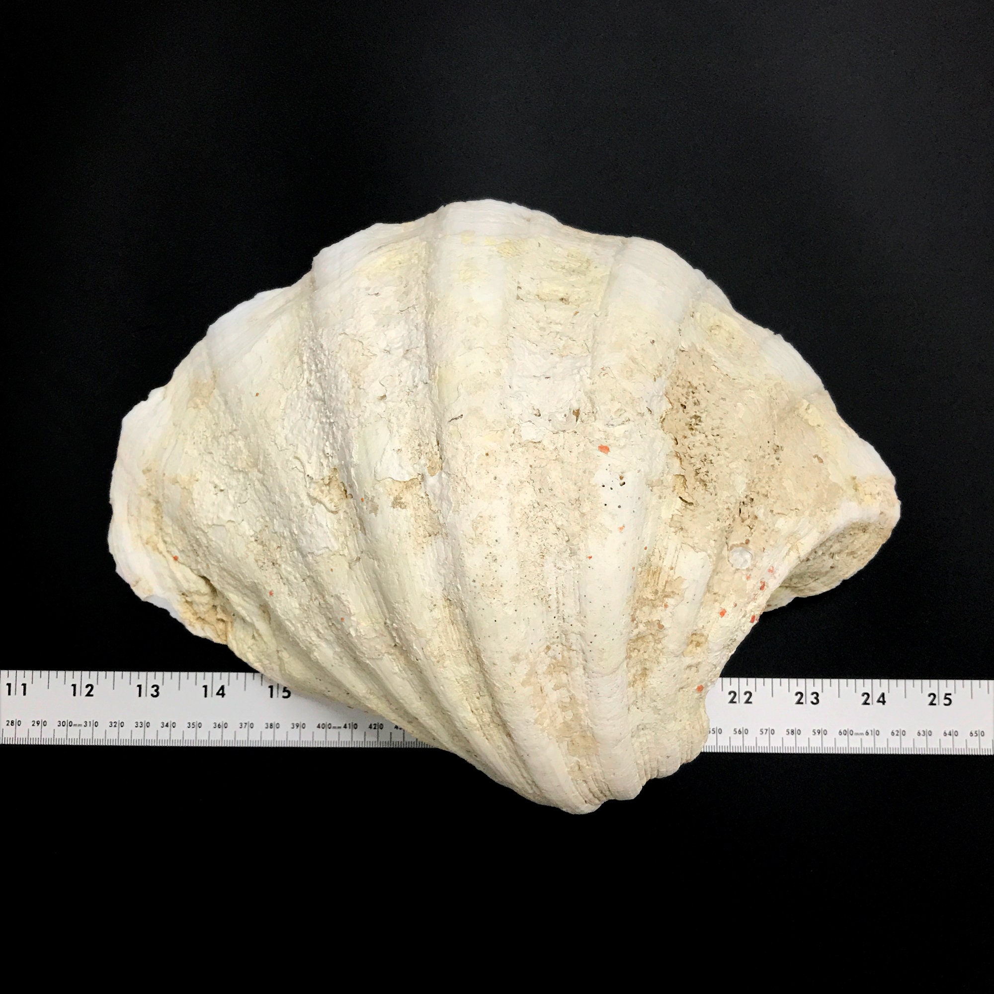 Extra Large Giant Clam Shell Half Very Rare Unique Real Sea Shell ...
