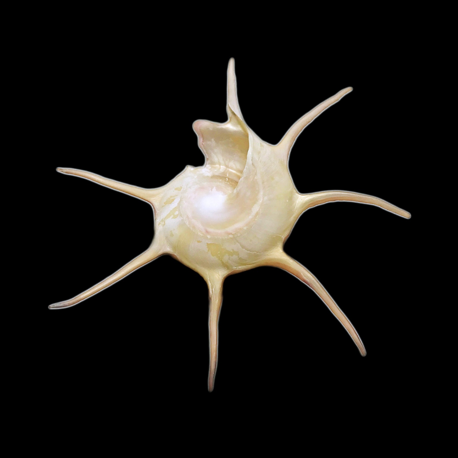 Yoka Star Turban Sea Snail Shell Guildfordia Yoka Sea Shell Natural ...