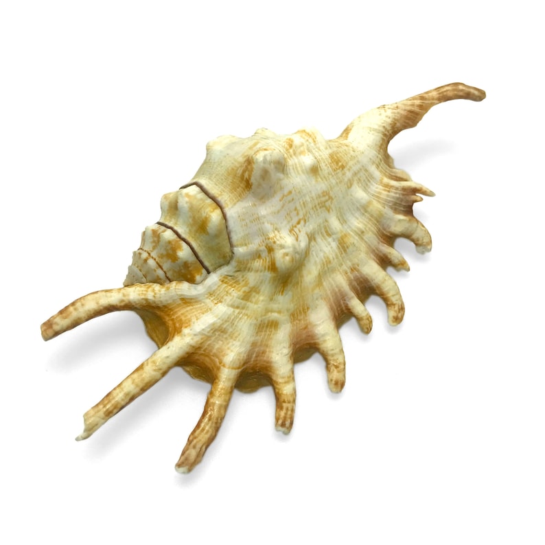 Millipede Spider Conch Sea Shell Lambis Millepeda Natural Display Specimen Marine Gastropod Mollusk Shell Rare Collectible Free USA Shipping image 2