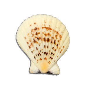 Scallop Sea Shell PAIR Flat Ribbed Decatopecten Radula Natural Collectible Display Specimen Marine Bi-Valve Mollusk Shell Free USA Shipping