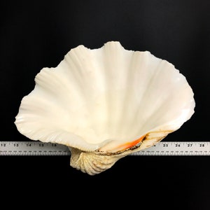 Extra Large Giant Clam Shell Half Very Rare Unique Real Sea Shell ...