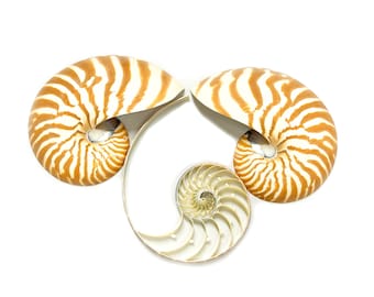 Nautilus Shell 3 Piece Center Cut Sea Shell Very Rare Natural Chambered Nautilus Display Specimen Delicate Unique Collectible Free USA Ship!