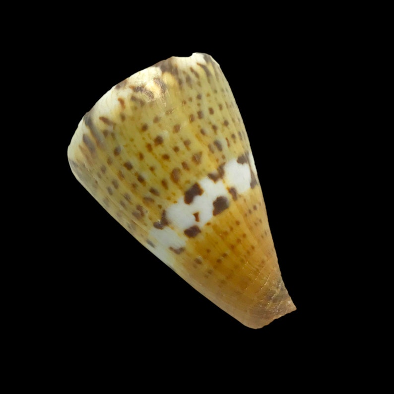 Sea Shell Cone Captain's Cone Sea Shell Conus Capitaneus Natural Display Specimen ...