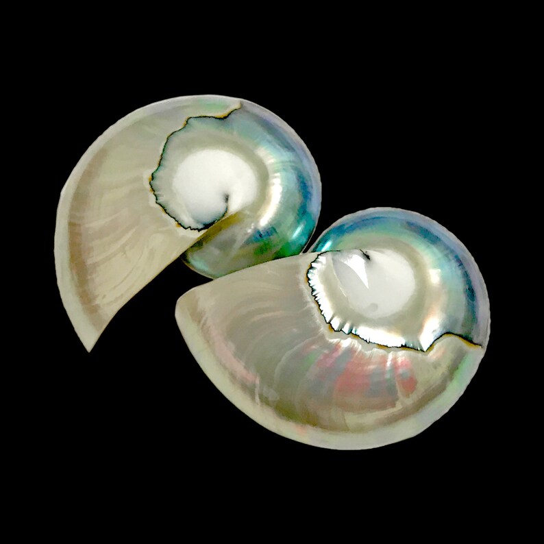 White Blue Nautilus Tiger Eye Half Cut Pair 40 - 45mm Polished Cabochon ...