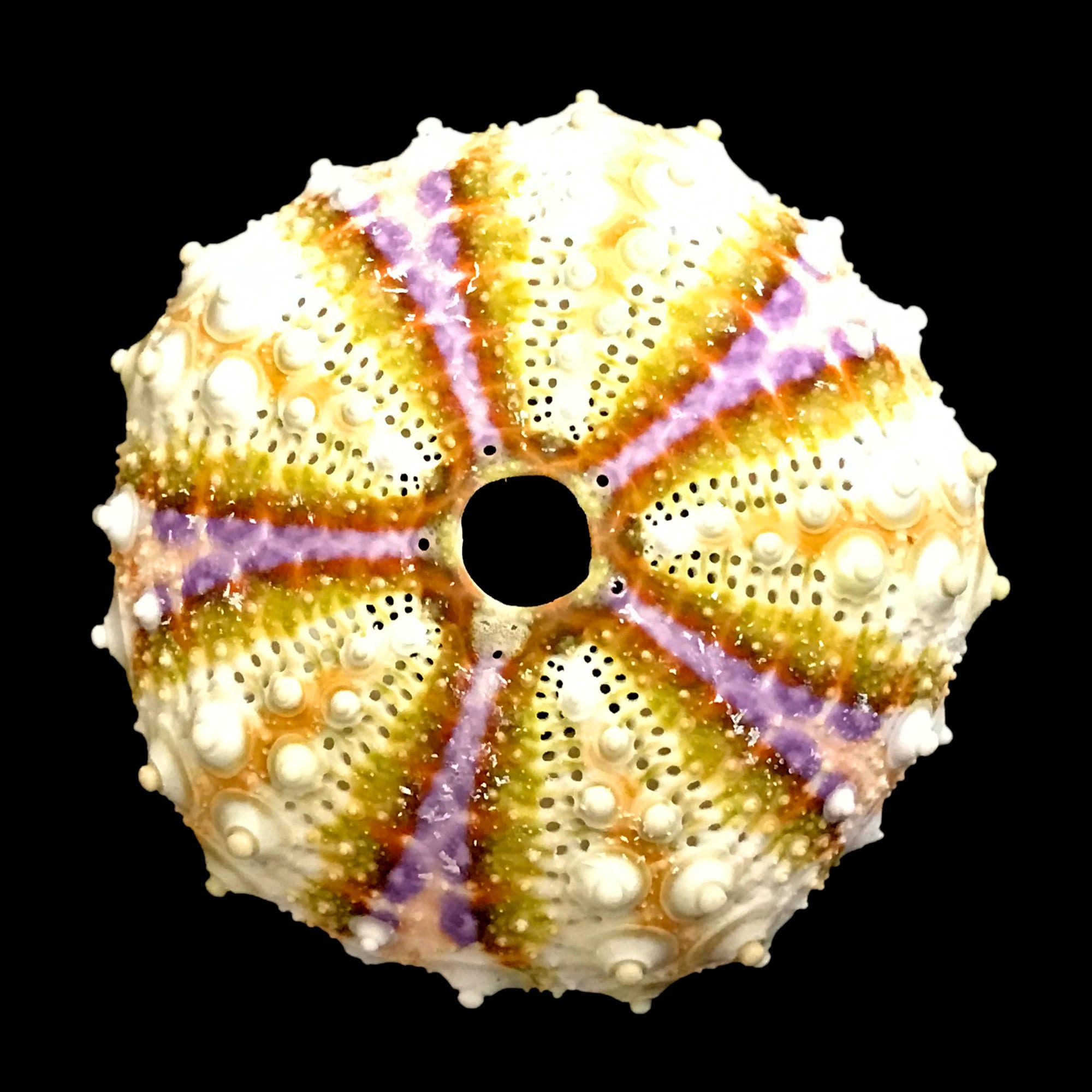 Maillardi Sea Urchin Sea Shell Vibrant Natural Color Coelopleurus
