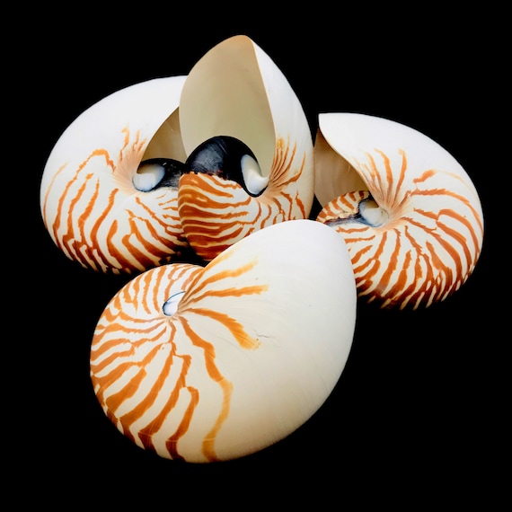 Large Chambered Nautilus Sea Shell Rare Natural Display Specimen