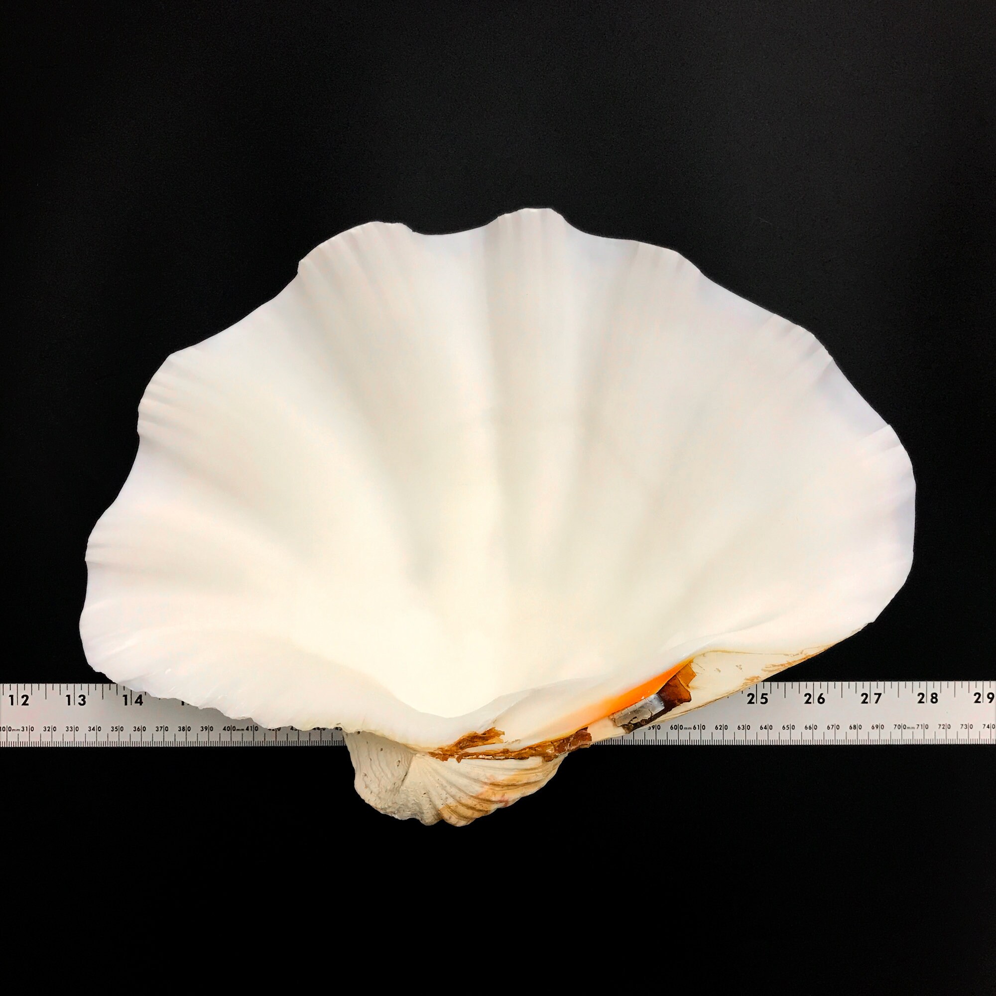 Extra Large Giant Clam Shell Half Very Rare Unique Real Sea Shell ...