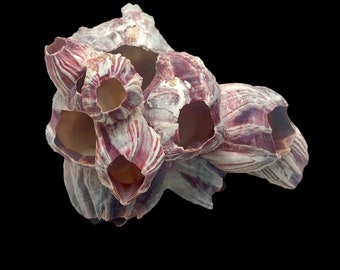 Purple Barnacle Cluster Sea Shell Natural Display Specimen Marine Arthropod Crustacean Acorn Barnacle Shell Collectible Free USA Shipping