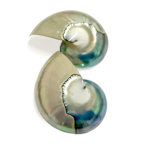 May include: Two iridescent nautilus shells with a pearlescent sheen. The shells display a range of colors, including silver, green, and blue, with a spiral pattern. The shells are set against a white background.