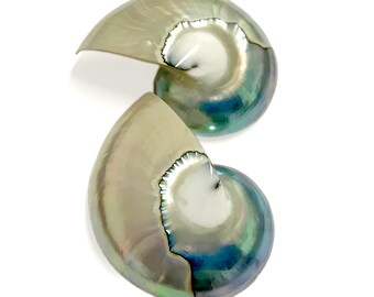Op de afbeelding: Twee iriserende nautilusschelpen met een parelmoerglans. De schelpen vertonen een reeks kleuren, waaronder zilver, groen en blauw, met een spiraalpatroon. De schelpen staan tegen een witte achtergrond.