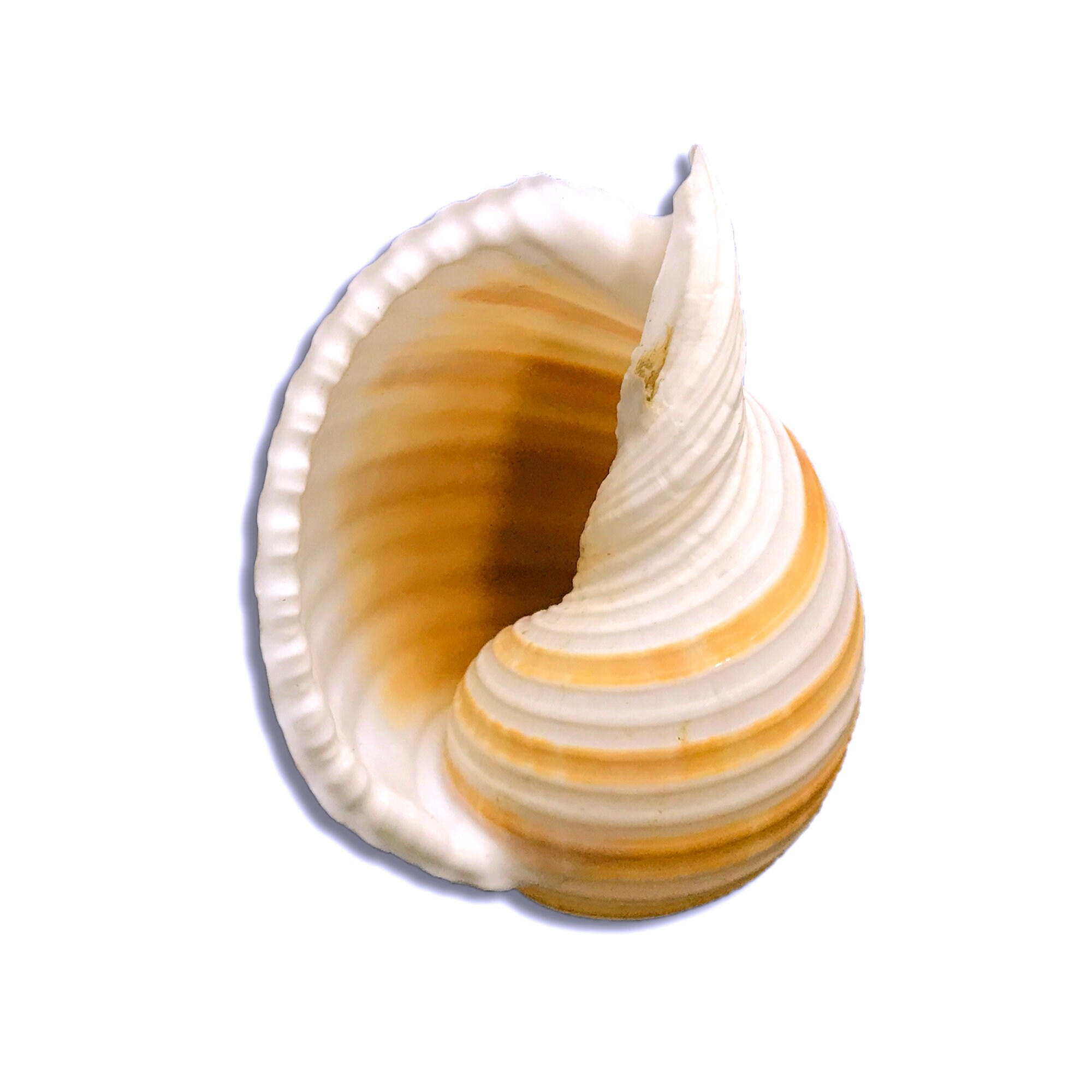 Tonna Sulcosa Banded Tun Sea Shell Natural Display Specimen Marine ...