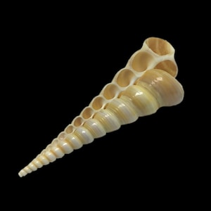 Split Tower Screw Sea Shell Turritella Terebra Tower Shell Natural Collectible Display Specimen Marine Gastropod Mollusk Free USA Shipping!