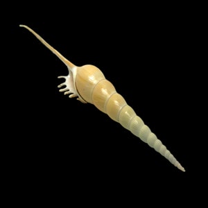 Scheenbeen Scheenbeen Zeeschelp Spindel Scheenbeen Fusus Natural Display Specimen Marine Gastropod Weekdier Shell Zeldzaam Collectible Gratis Verzending VS