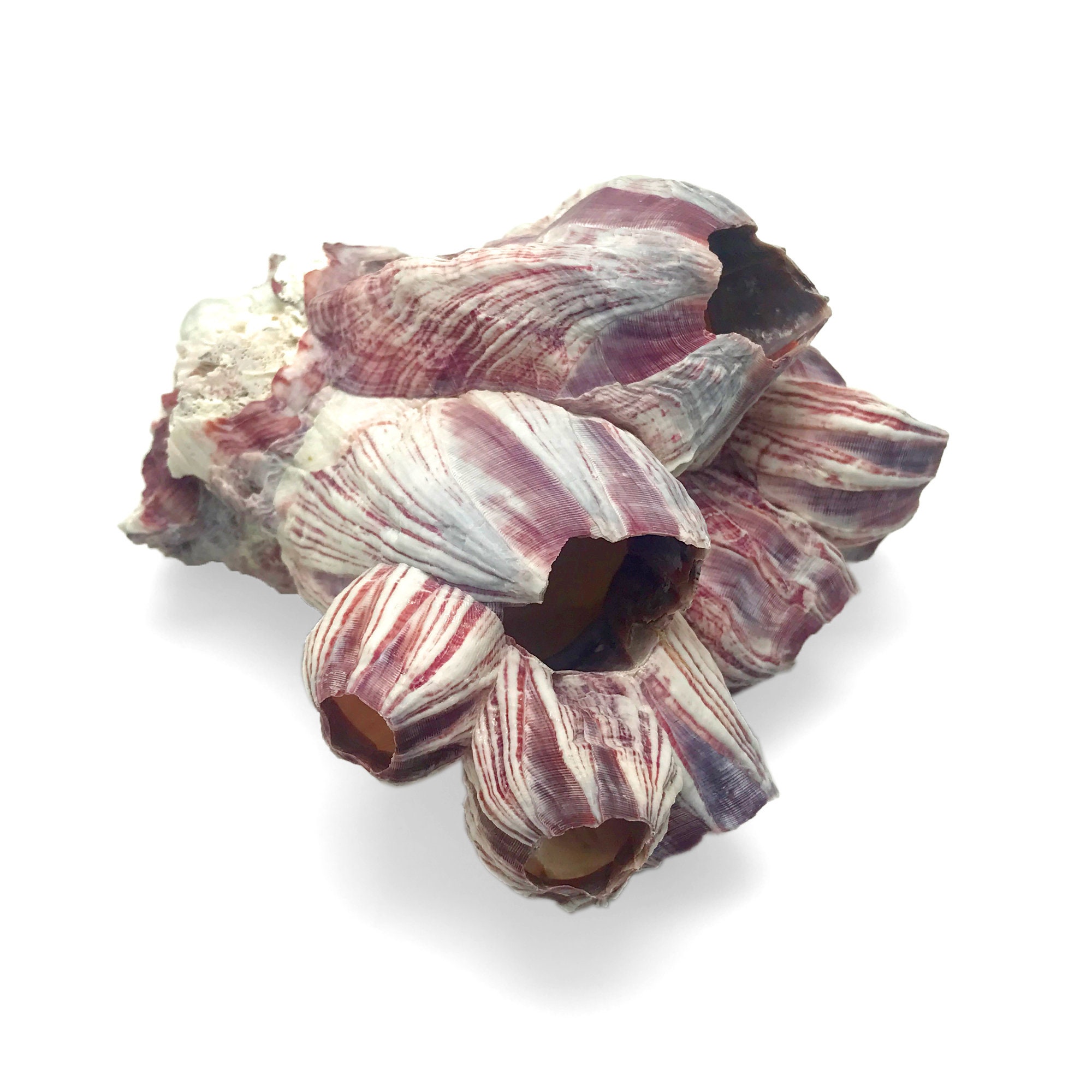 Purple Acorn Barnacle Cluster Sea Shell Natural Display Specimen Marine ...