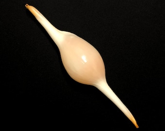 May include: A long, thin, white seashell with a bulbous middle section. The shell is smooth and has a slight pink hue.