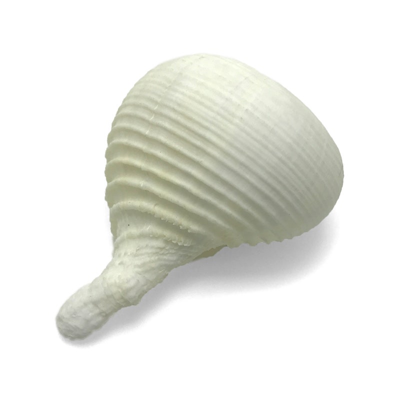 Rapeseed Shell Paper Rapa Sea Shell Rapa Rapa Murex Natural Display Specimen Marine ...