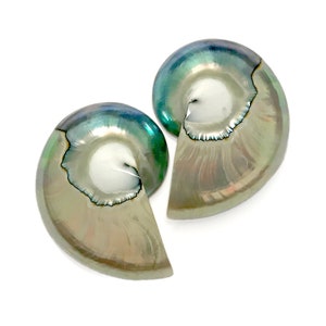 Nautilus Tiger Eye Half Cut Pair 40 - 45mm White Blue Polished Cabochon Nautilus Sea Shells Rare Shell for Making Jewelry Free USA Shipping!