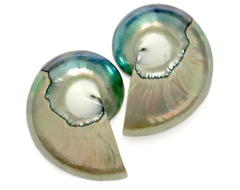 Nautilus Tiger Eye Half Cut Pair 40 - 45mm White Blue Polished Cabochon Nautilus Sea Shells Rare Shell for Making Jewelry Free USA Shipping!