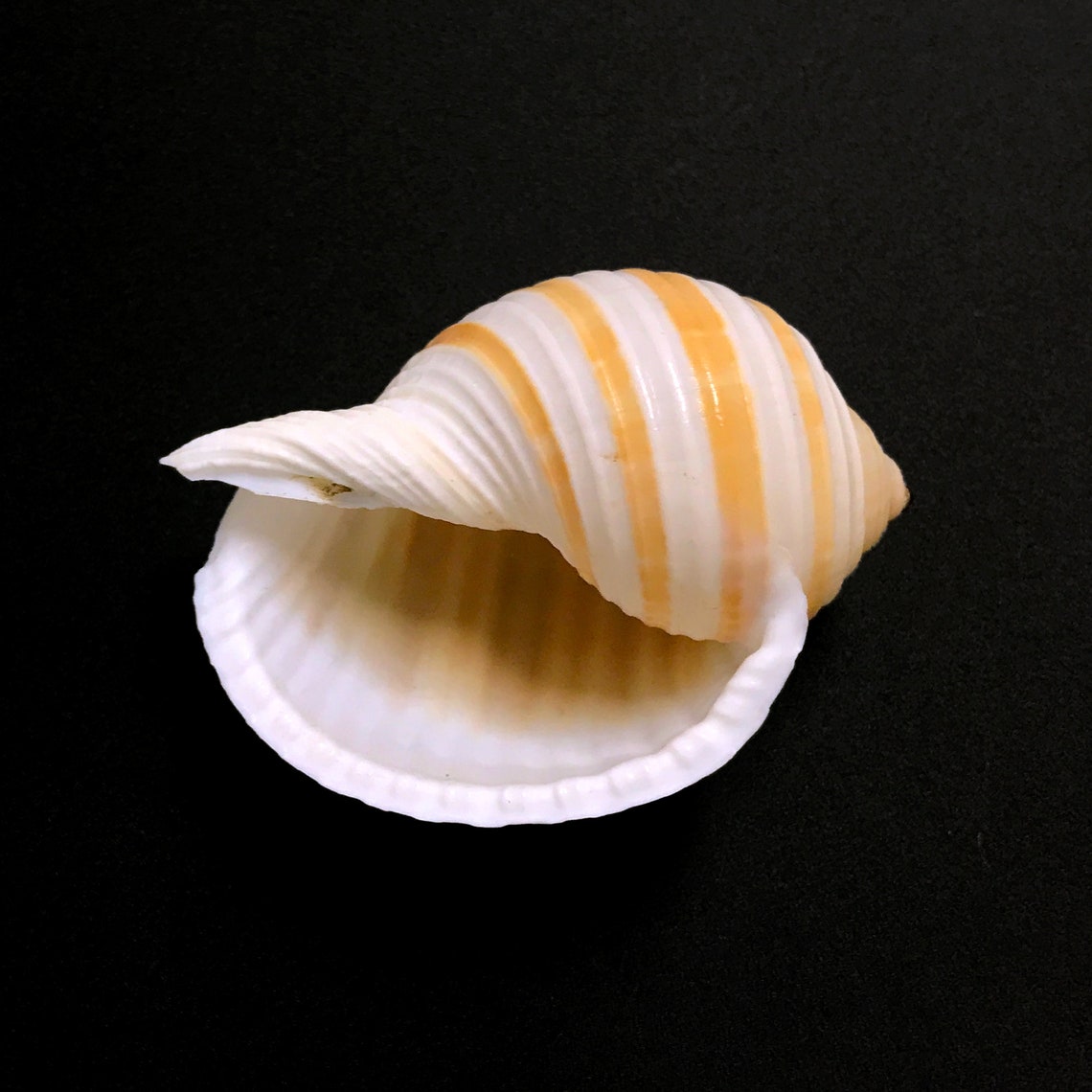 Banded Tun Sea Shell Tonna Sulcosa Natural Display Specimen Marine ...