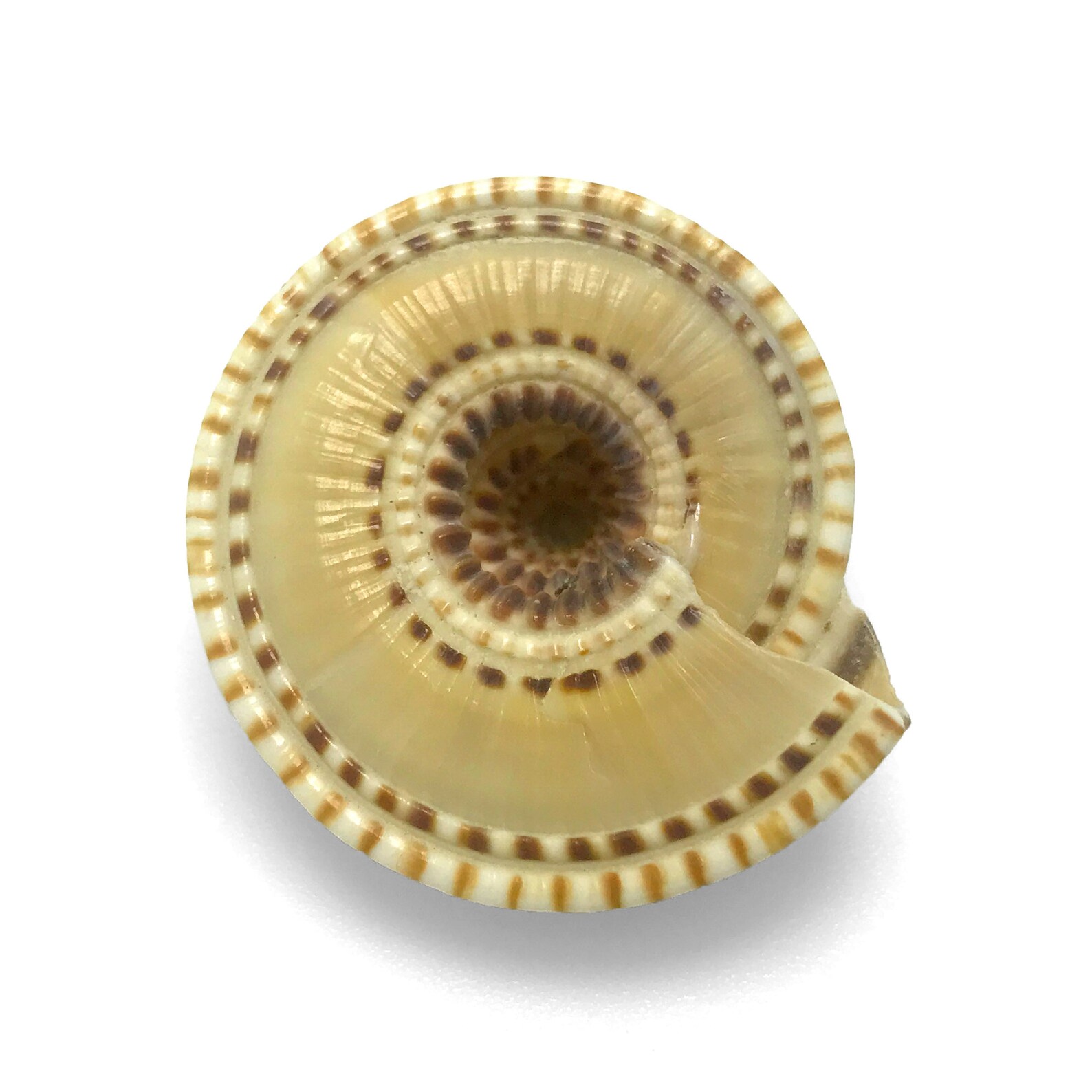 Perspective Sundial Sea Shell Architectonica Perspectiva Natural ...