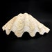 Extra Large Giant Clam Shell Half Very Rare Unique Real Sea Shell ...