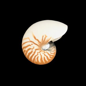 Split Chambered Nautilus Sea Shell Rare Natural Display Specimen Delicate Unique Collectible Free USA Shipping image 4