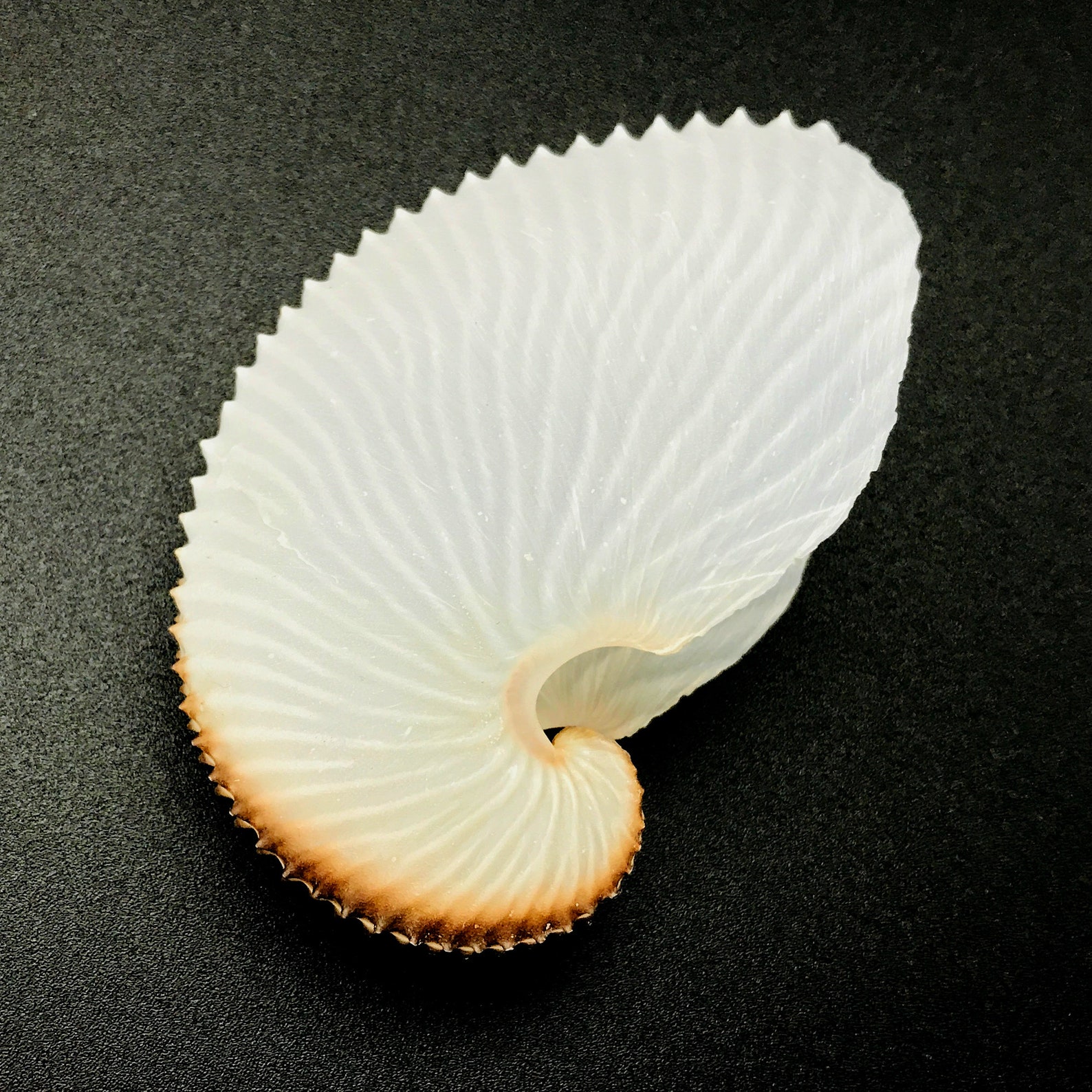 Argonaut Shell Paper Nautilus Natural Cleaned Sea Shell Rare Delicate ...