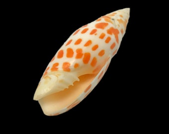 Orange & White Sea Shell Episcopal Miter Mitra Mitra Display Specimen Marine Mollusk Sea Shell Rare Collectible Free USA Shipping!