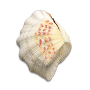 Large Strawberry Clam Shell MATCHING PAIR  Hippopus Hippopus Unique Rare Complete Clam Shell Decorative Display Specimen Free USA Shipping!