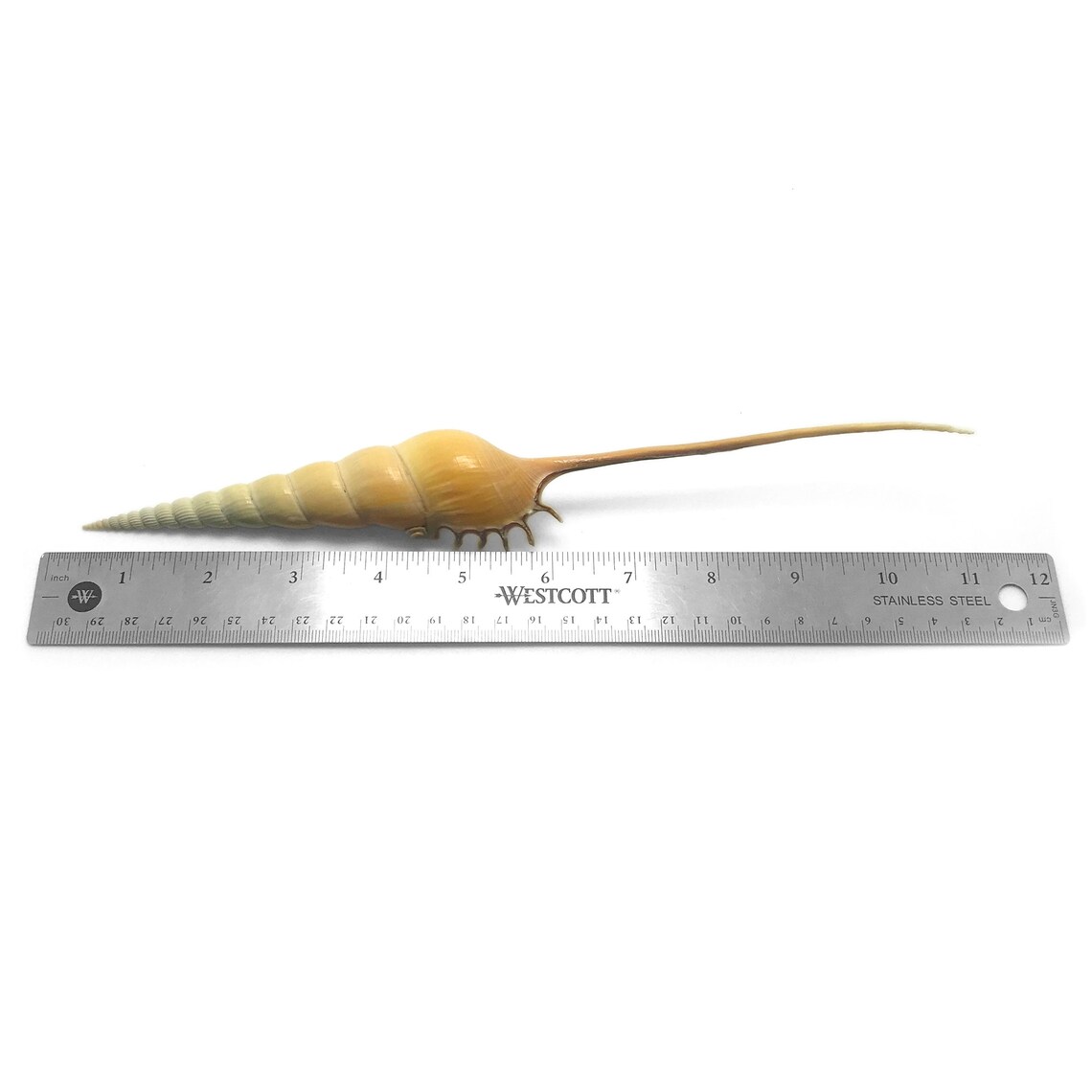 Spindle Tibia Sea Shell Shinbone Tibia Fusus Natural Display Specimen ...
