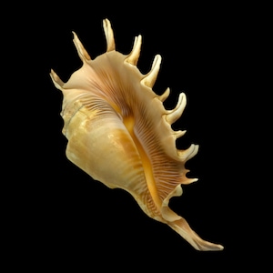 Spider Conch Sea Shell Lambis Millepeda Natural Display Specimen Marine Gastropod Mollusk Shell Rare Collectible Free USA Shipping
