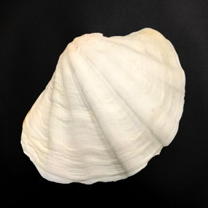 Extra Large Giant Clam Shell Half Very Rare Unique Real Sea Shell ...